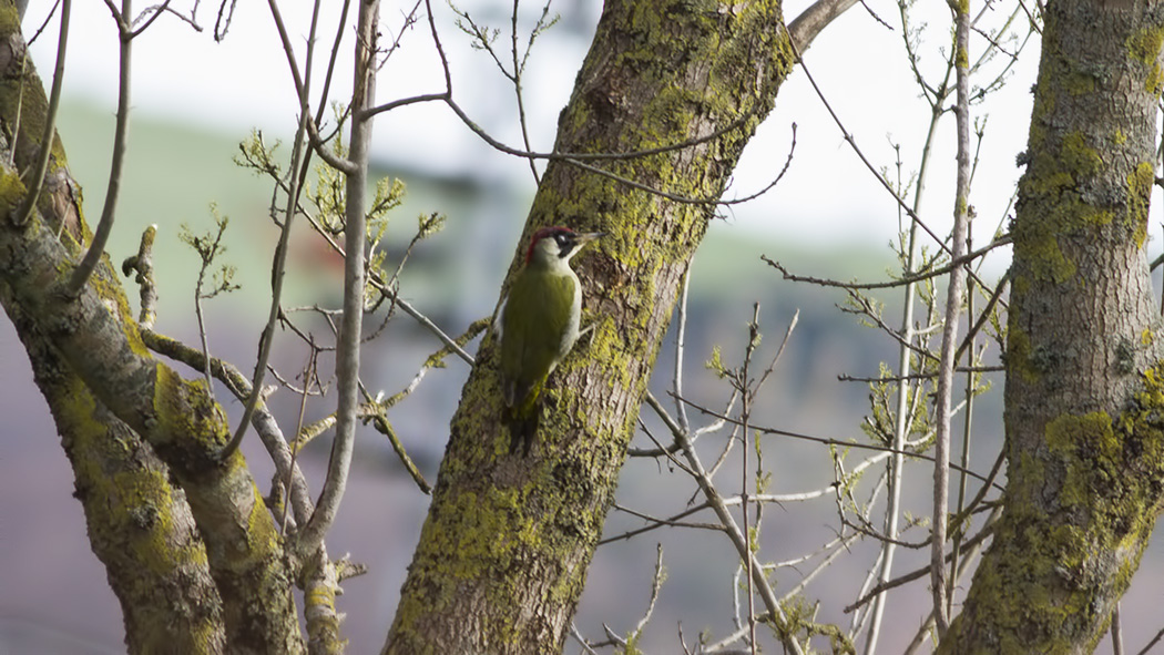 European Green Woodpecker