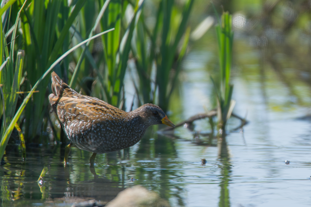 Spotted Crake