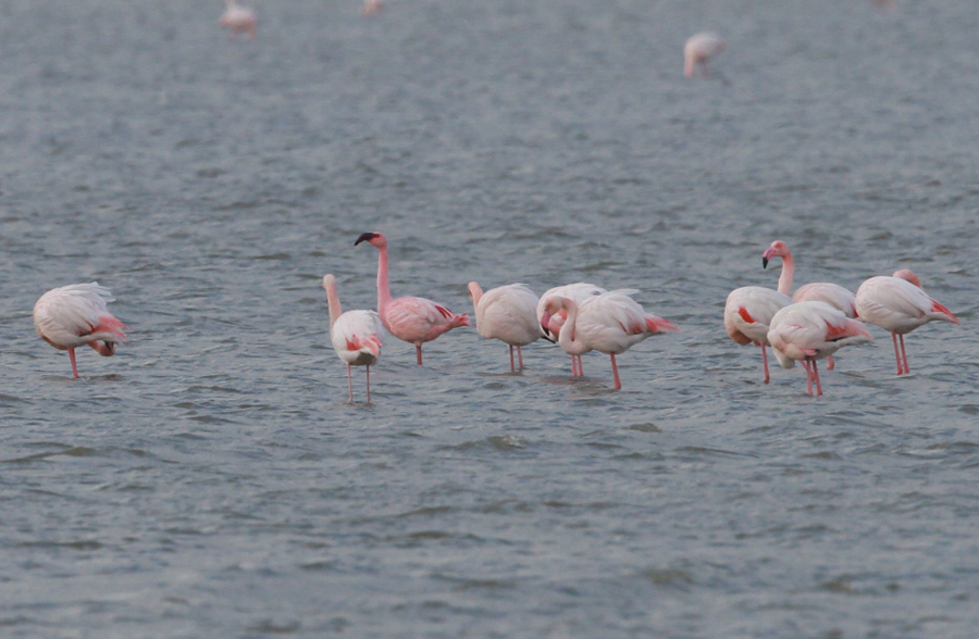 Küçük Flamingo
