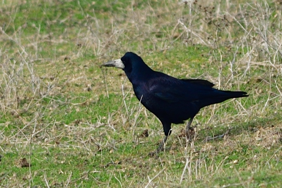 Ekin Kargası