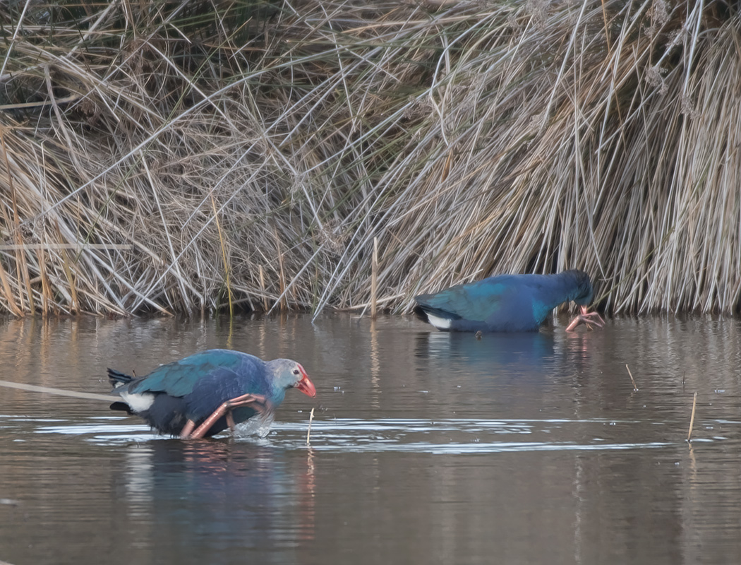 Grey-headed Swamphen