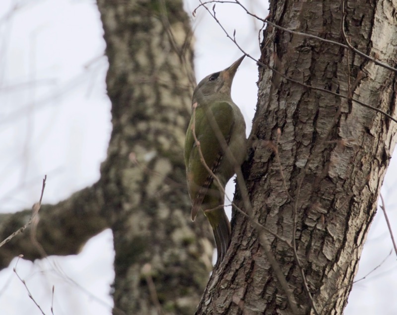 Grey-headed Woodpecker