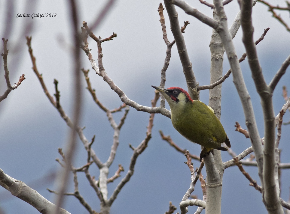 European Green Woodpecker