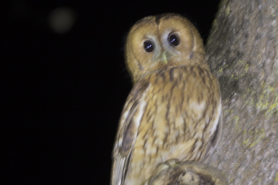 Tawny Owl