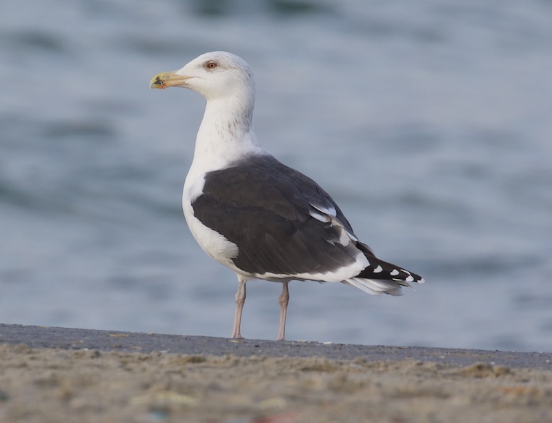 Great Black-backed Gull