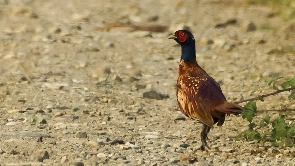 Common Pheasant