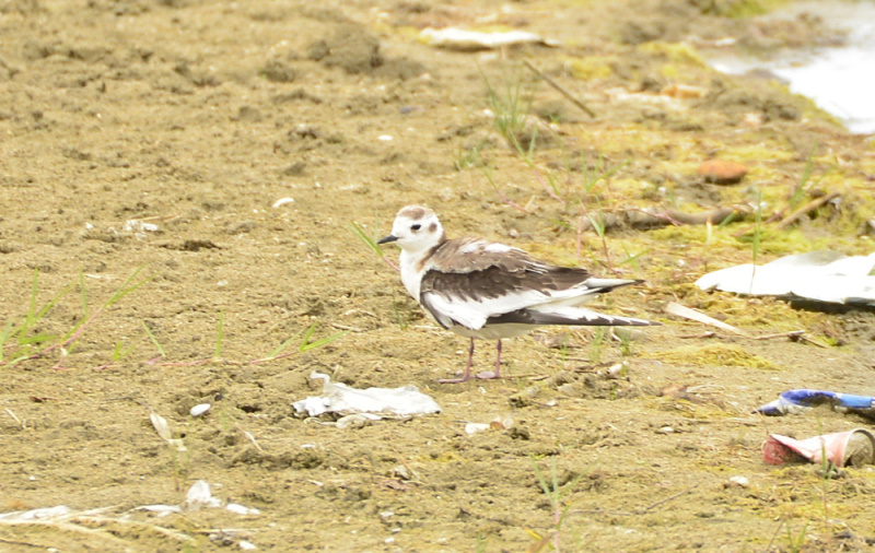Little Gull
