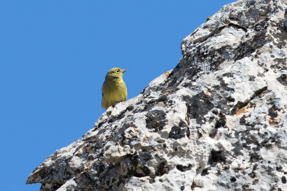 Cinereous Bunting