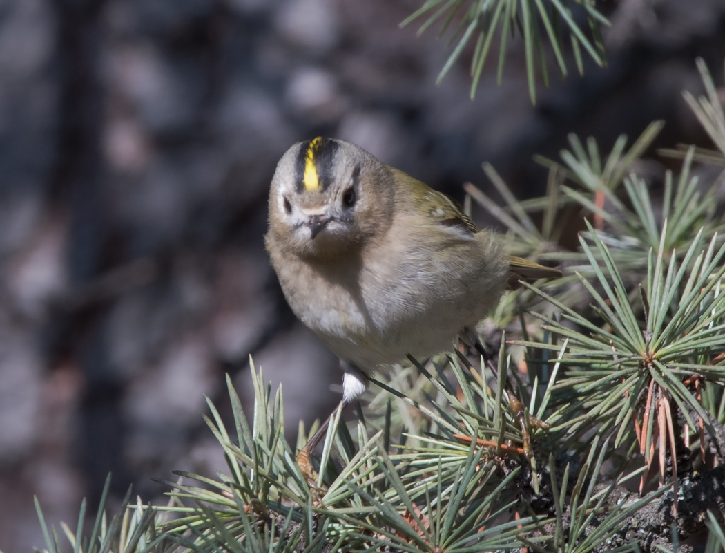 Goldcrest