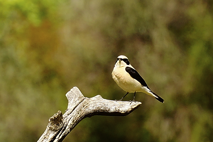 Black-eared Wheatear