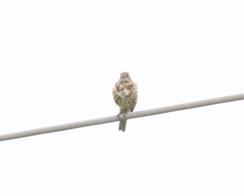 Mistle Thrush