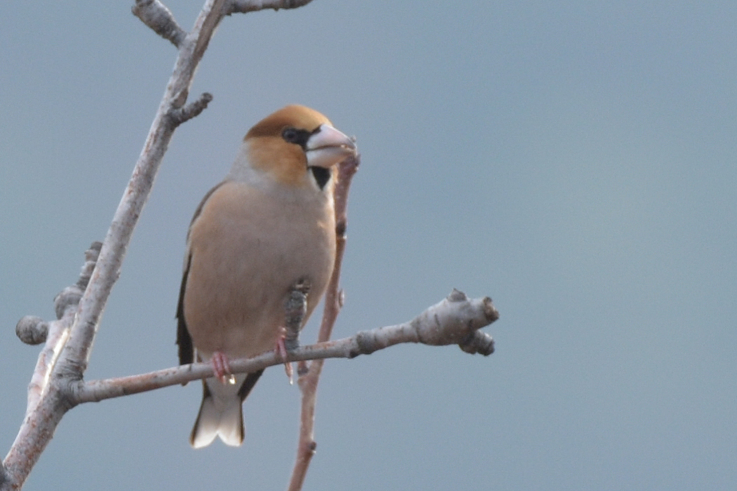 Hawfinch