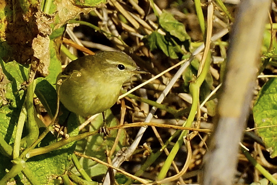 Common Chiffchaff