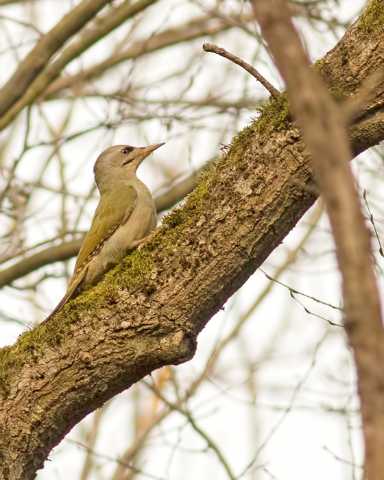 Grey-headed Woodpecker