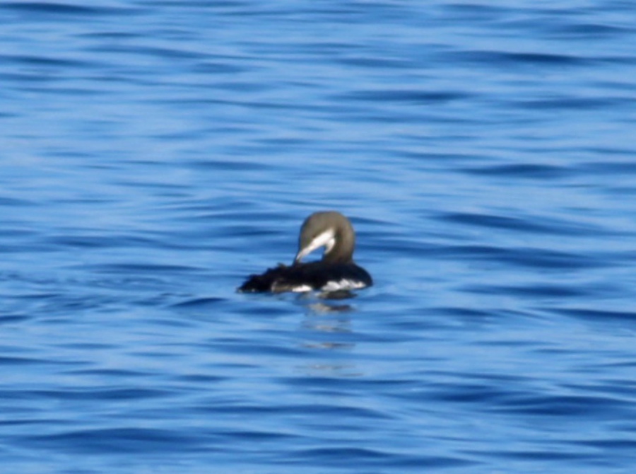 Black-throated Loon