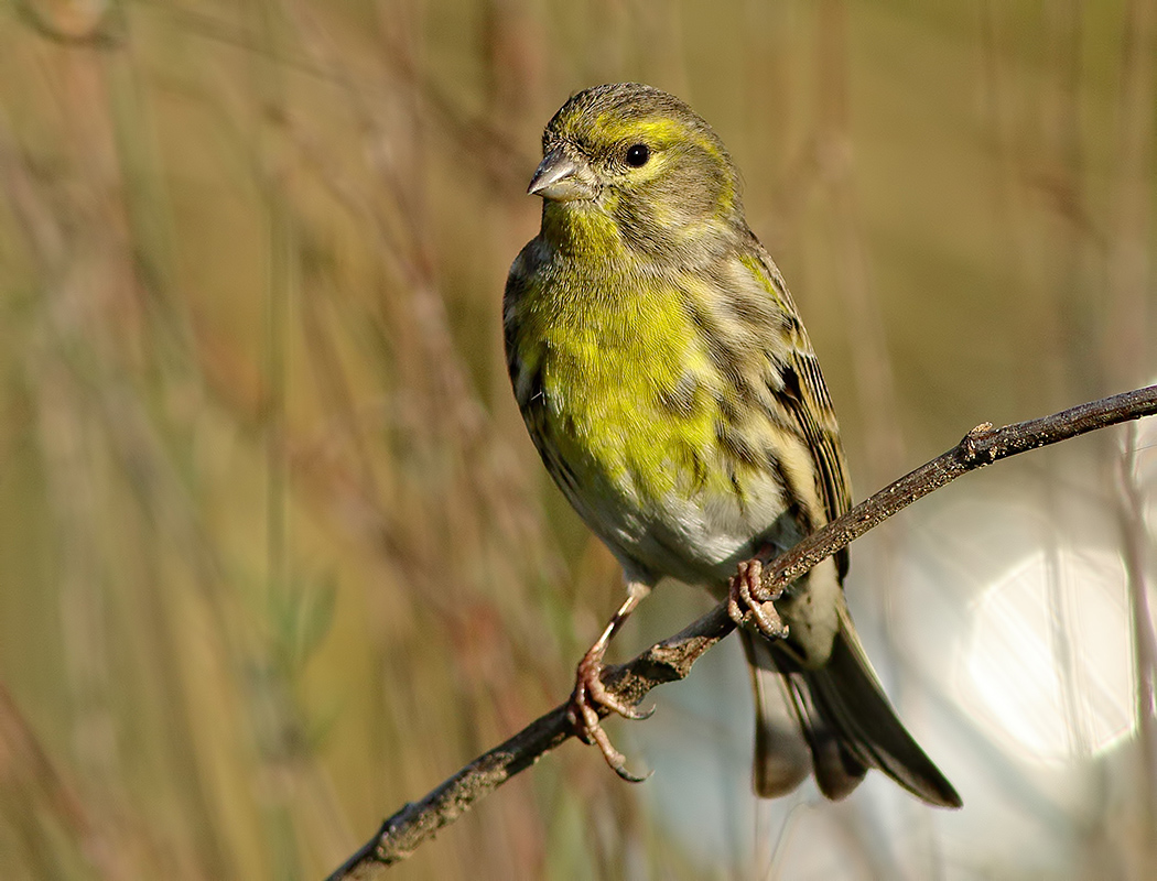 European Serin