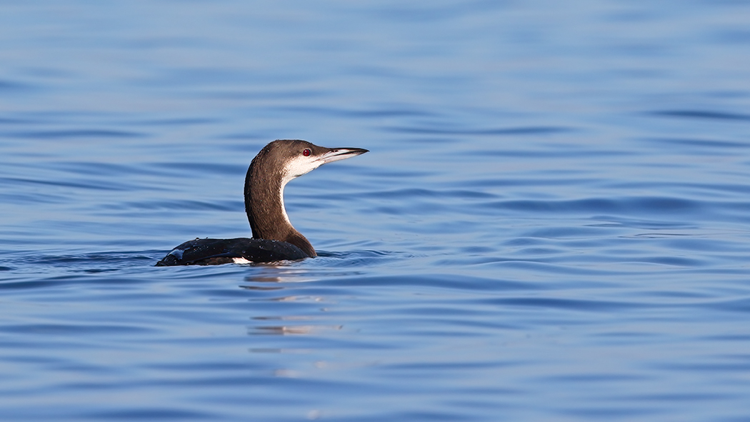 Black-throated Loon