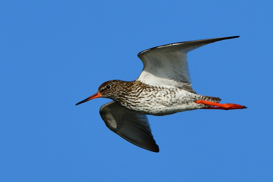 Common Redshank
