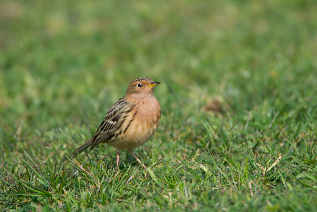 Red-throated Pipit