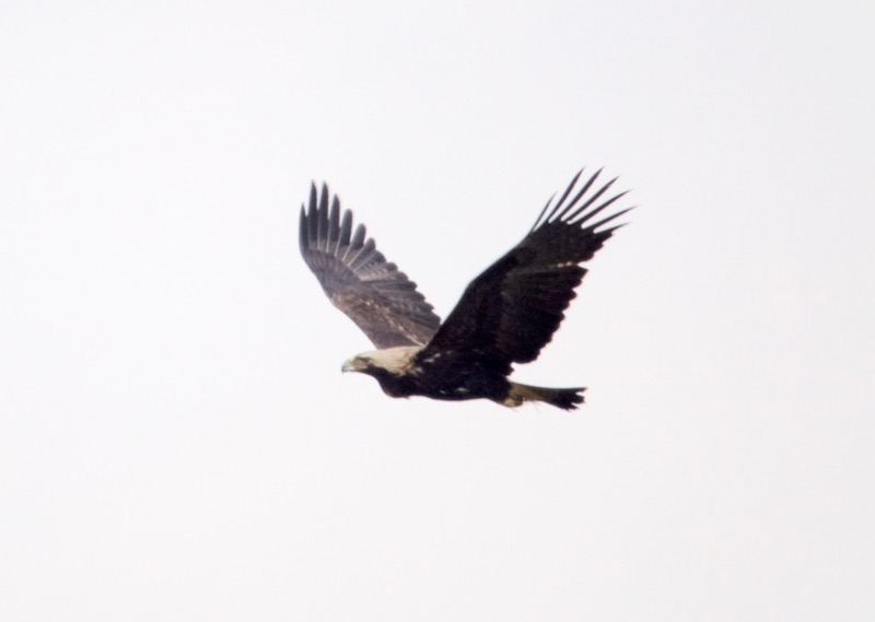 Eastern Imperial Eagle