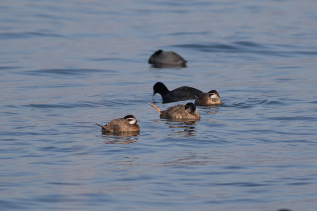 White-headed Duck