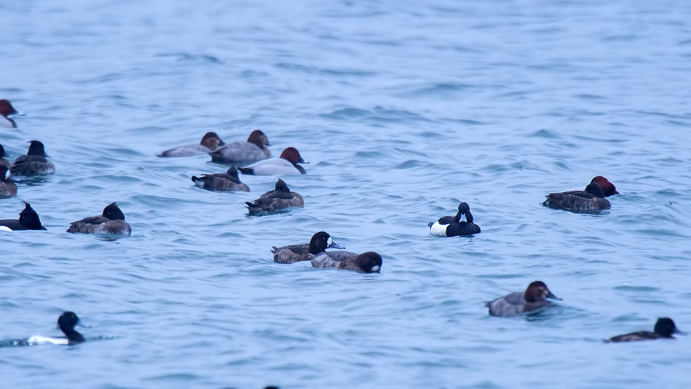 Greater Scaup