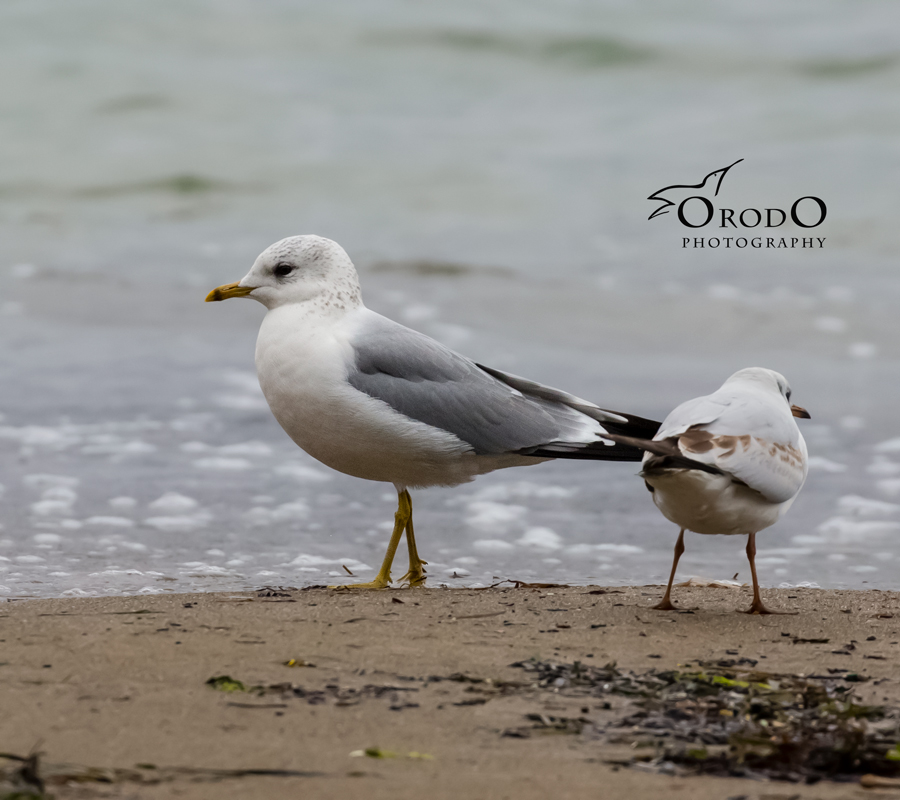 Common Gull