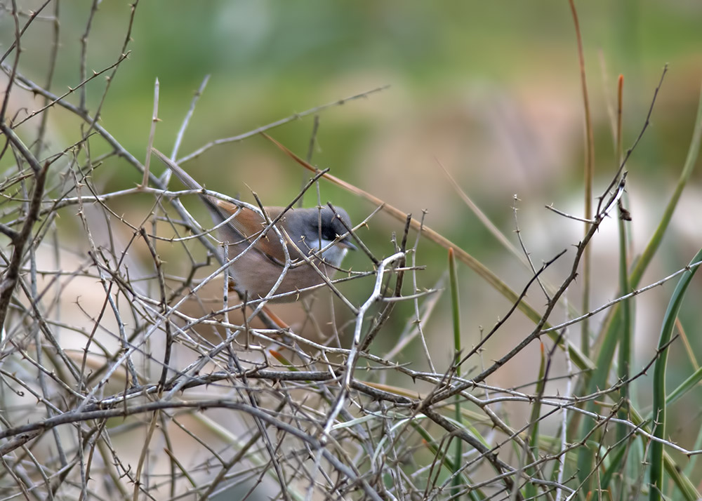 Spectacled Warbler