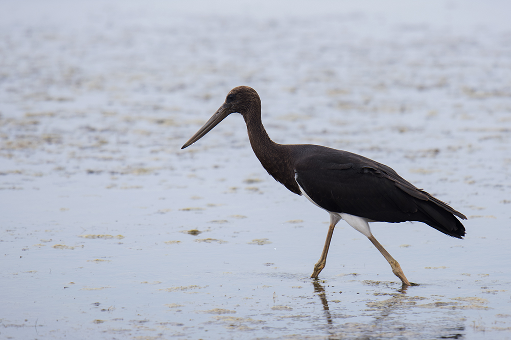 Kara Leylek