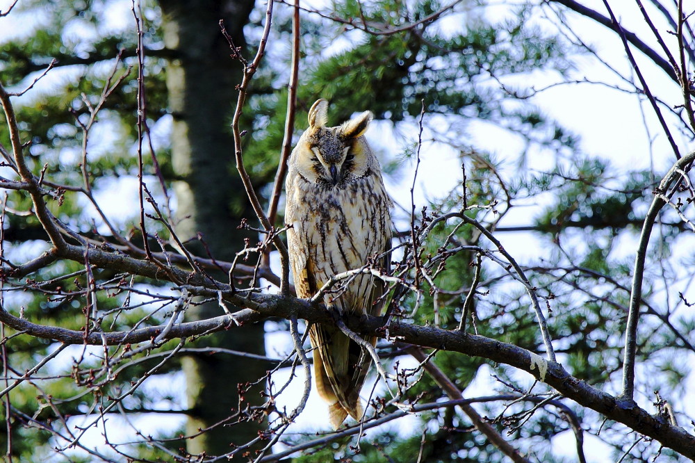 Long-eared Owl