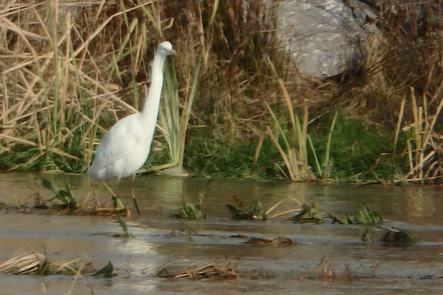 Great Egret