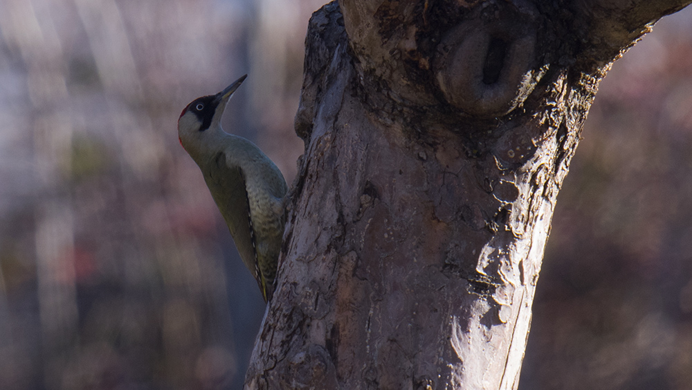 European Green Woodpecker