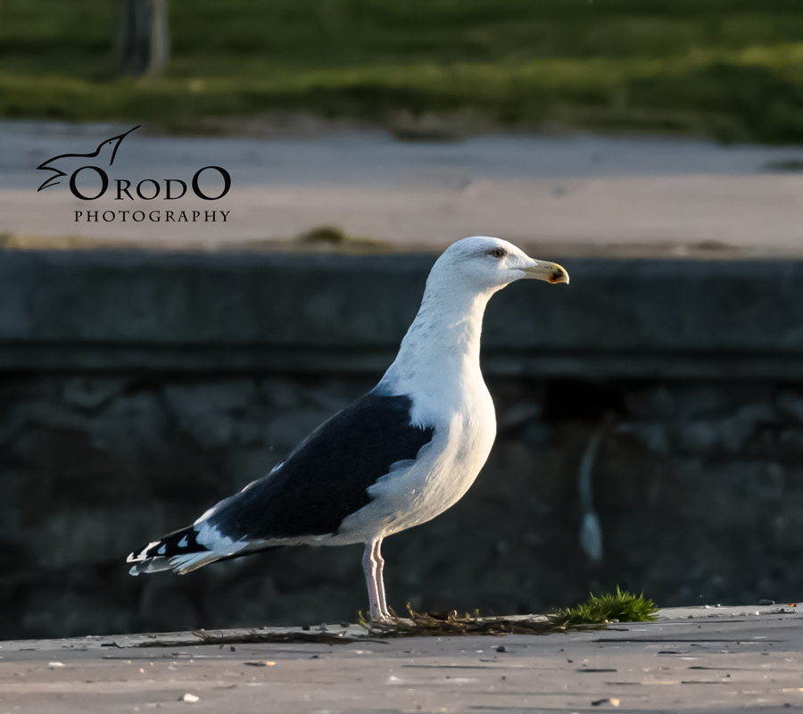 Great Black-backed Gull