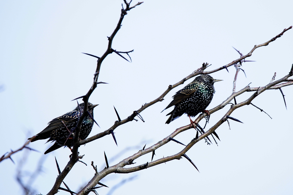 Common Starling
