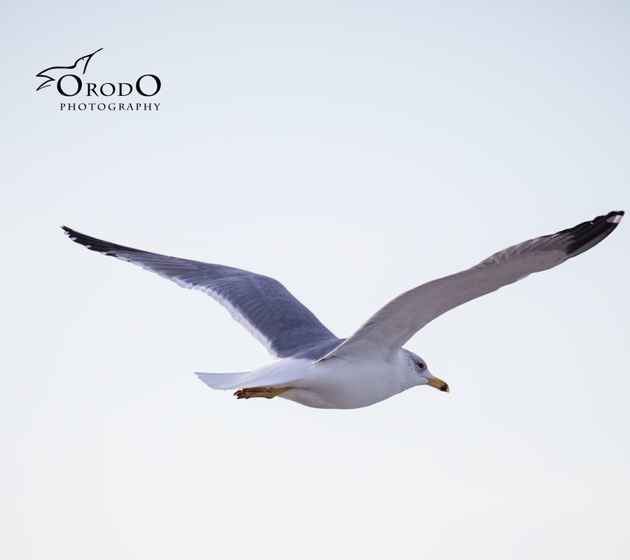 Armenian Gull