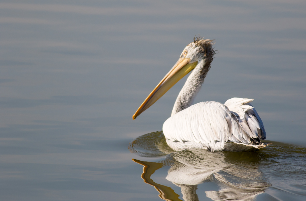 Dalmatian Pelican