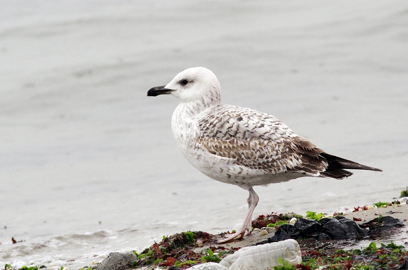 Yellow-legged Gull
