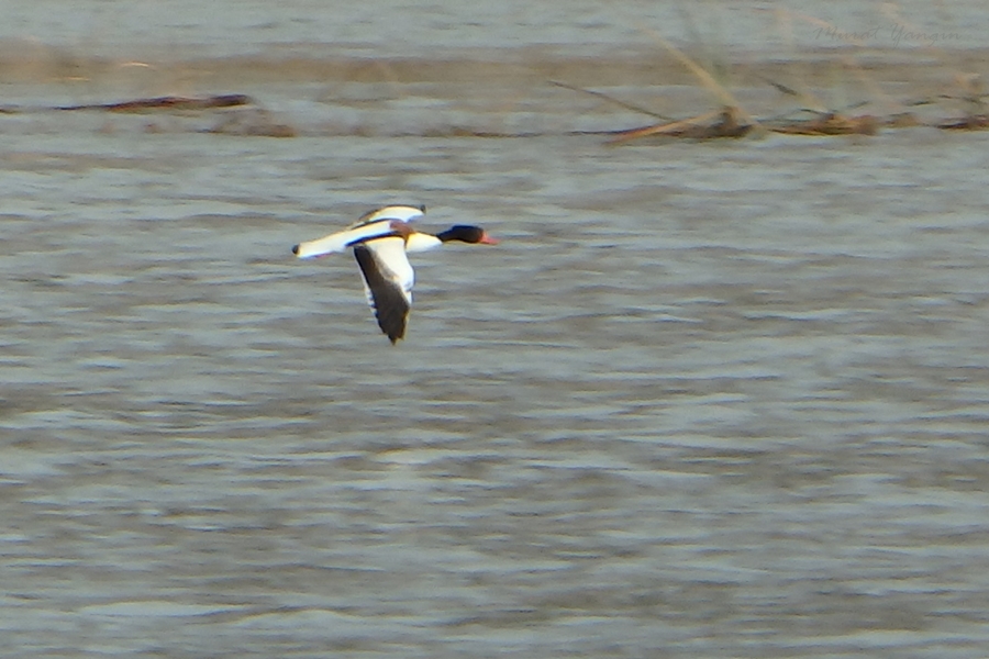 Common Shelduck