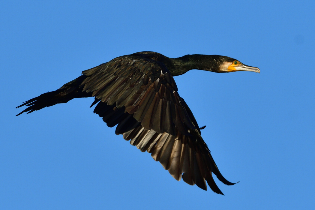 Great Cormorant