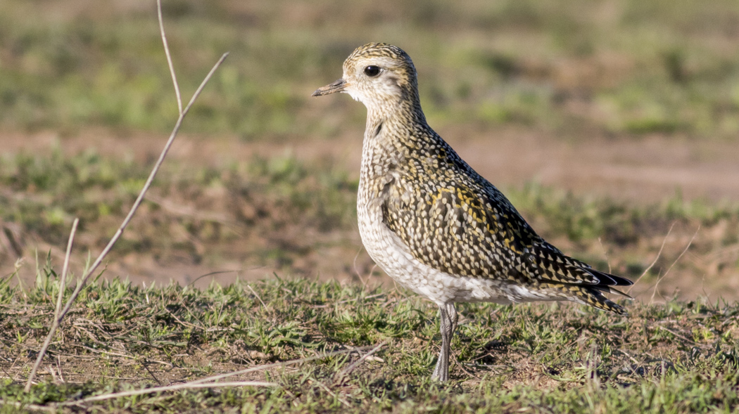 European Golden Plover