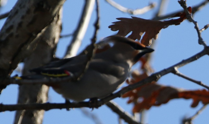 Bohemian Waxwing