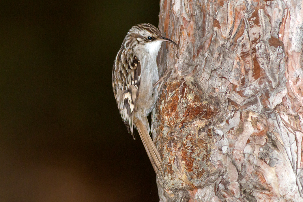 Short-toed Treecreeper