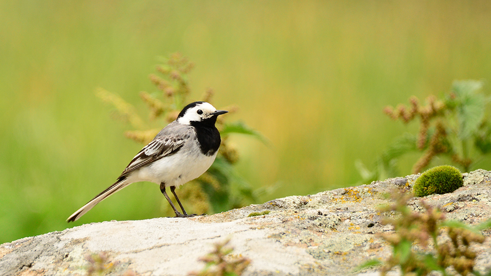 White Wagtail