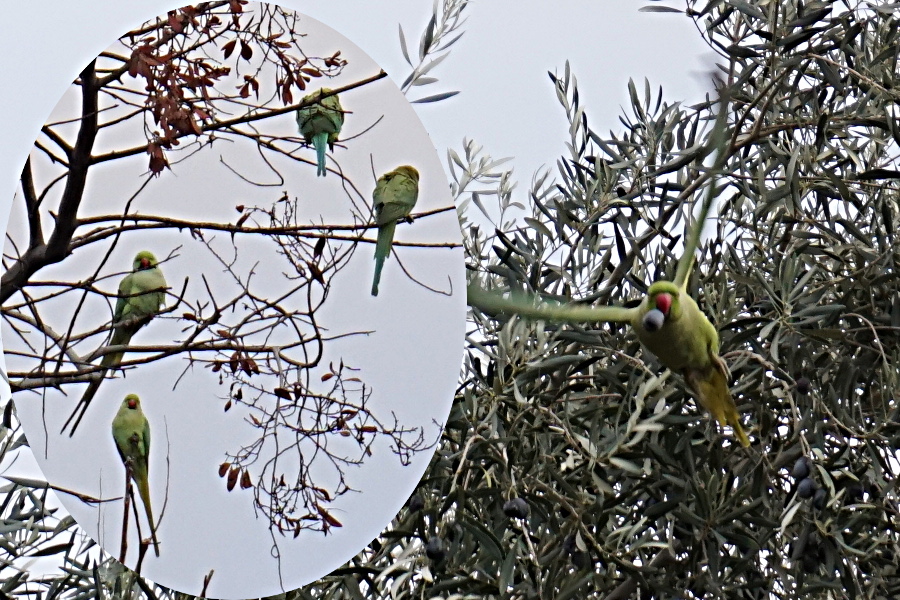 Rose-ringed Parakeet