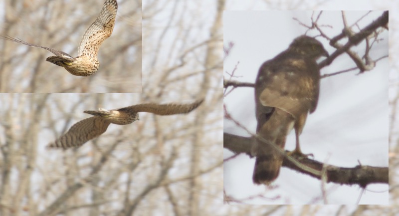 Eurasian Goshawk