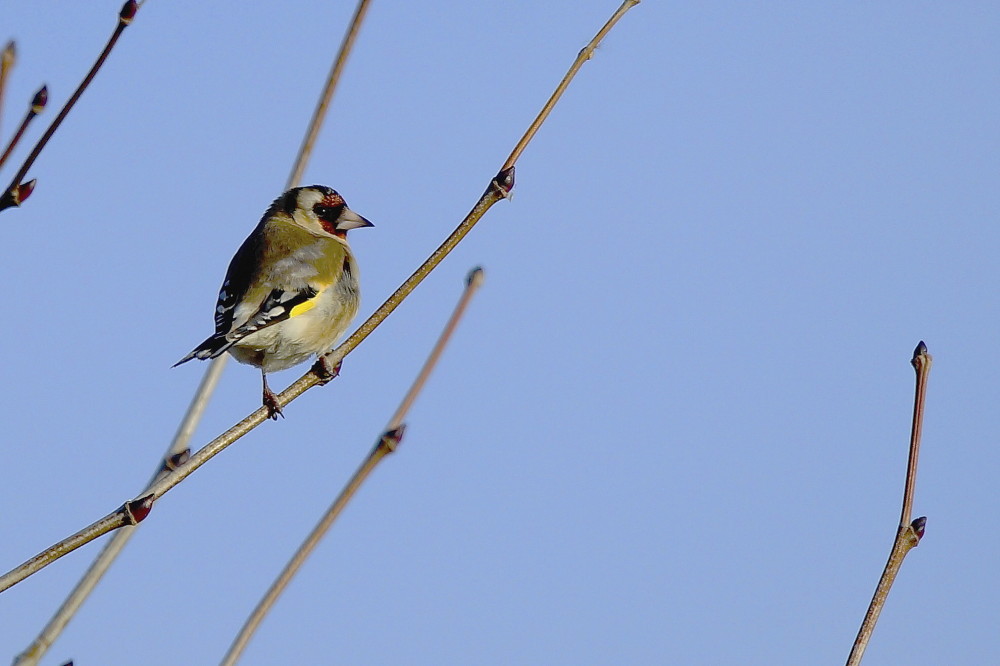 European Goldfinch