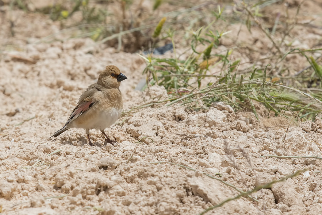 Desert Finch