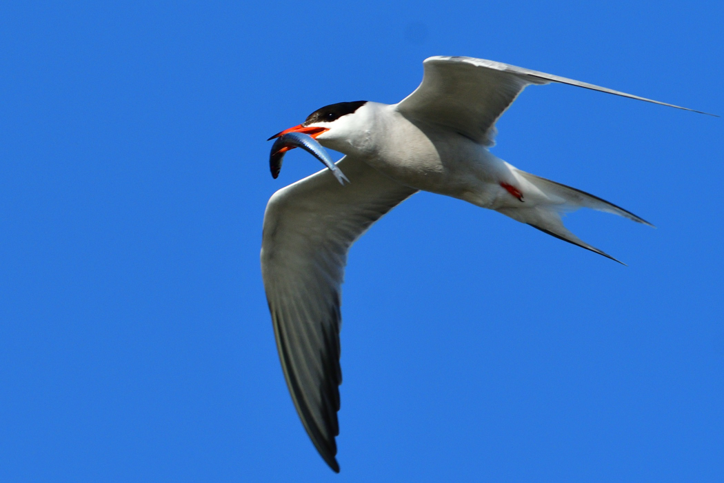 Common Tern