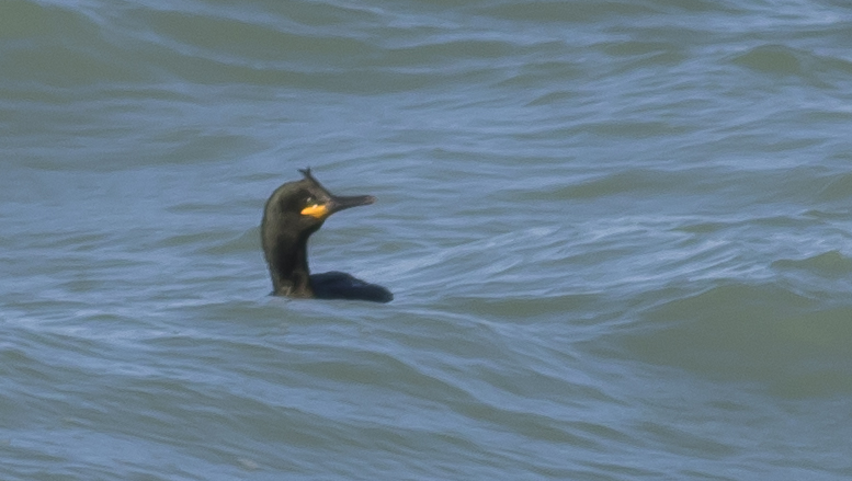 European Shag
