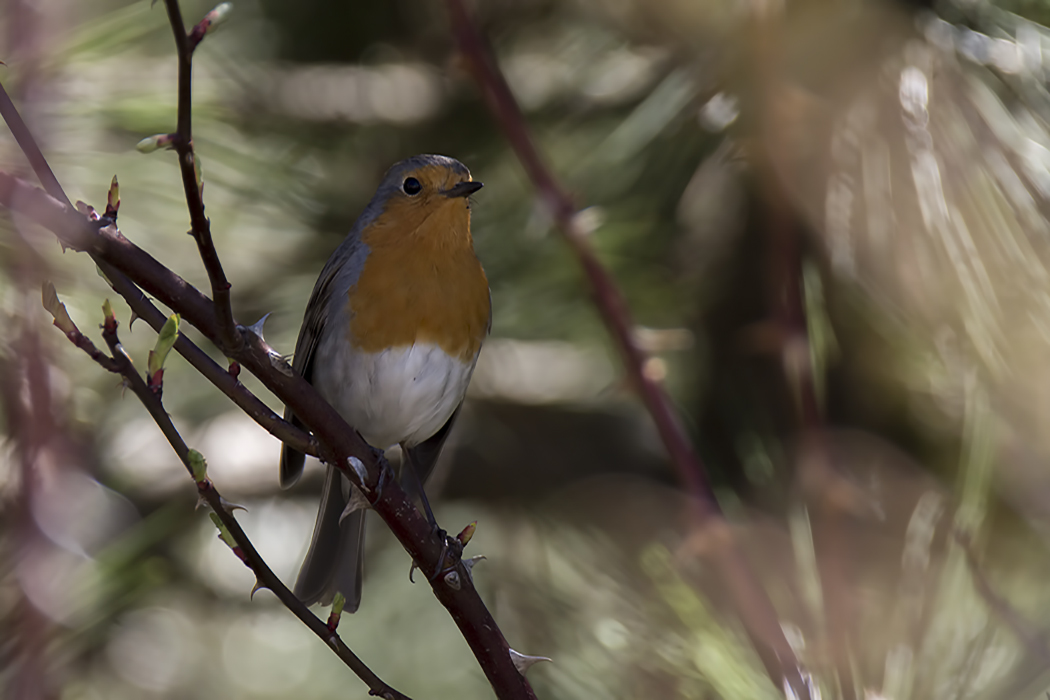 European Robin